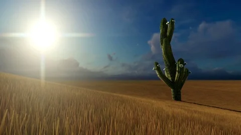 Single cactus on wheat field Stock Footage 83473650