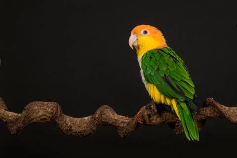 Single caique bird looking to the side on a black background Stock Photos