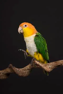 Single caique bird looking at the side on a black background Stock Photos