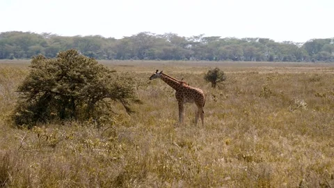 Single calf masai giraffe eating from tree in african savanna Stockbeeldmateriaal 328610391