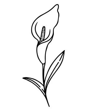 Single calla flower, hand drawing vector illustration. Illustrazione stock