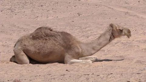 Single camel in the desert Stock Footage 69934172