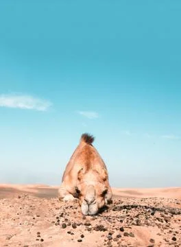 Single camel on desert sit with small stones blue sky Stock Photos