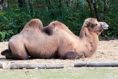 Single camel laying down 写真素材