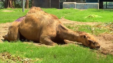 Single Camel Sitting and Resting on Green Grass in Zoo Stock Footage 332579582