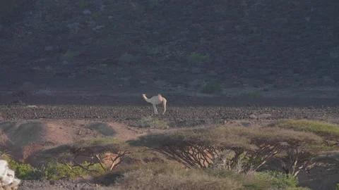 A Single Camel Standing Alone in the Desert of Eastern Africa Stock Footage 144985392
