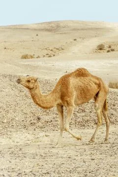 Single camel walking through dry desert in middle east dunes Stock Photos