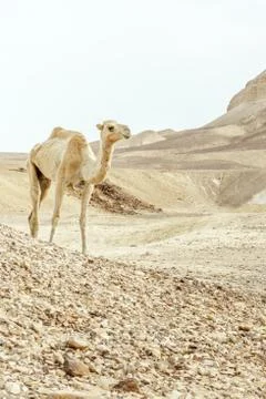 Single camel walking through dry and warm desert dunes Stock-Fotos