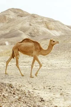 Single camel walking through dry and warm desert in middle east dunes 스톡 사진