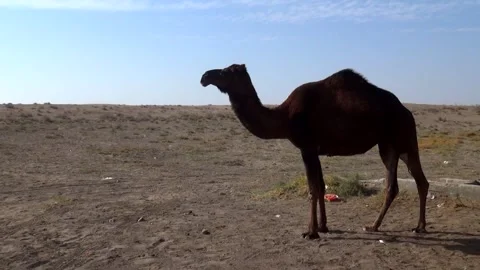 A single camel walking through the vast desert landscape, stock footage. Stock Footage 304816670