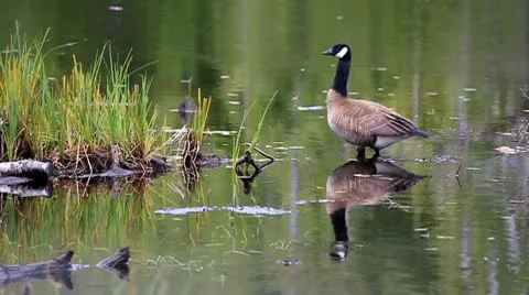 A single canada goose preening on the lake Stock Footage 10743920