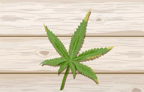 Single cannabis leaf on wood background. Hemp leaves on wooden tables. Marijuana Stock Illustration