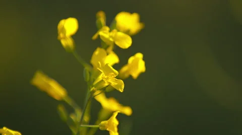 Single canola plant Stock Footage 67641782