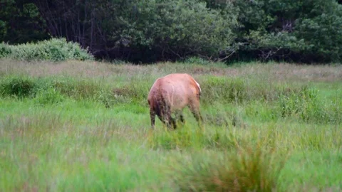 Single caribou feeds Stock Footage 88417221