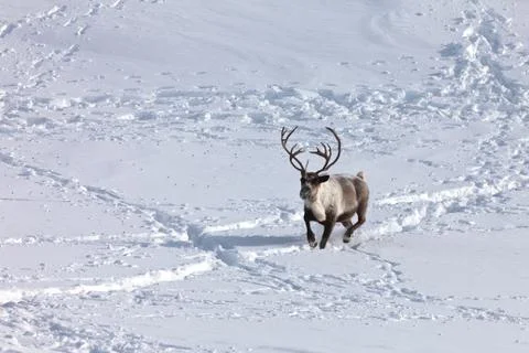 Single caribou Stock Photos