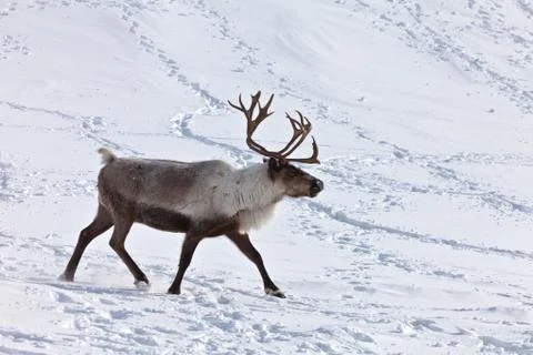 Single caribou Stock Photos