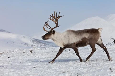 Single caribou Stock Photos