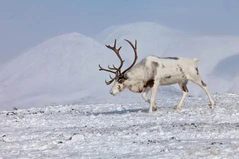 Single caribou Foto stock