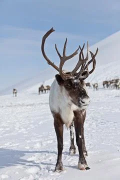 Single caribou Stock Photos