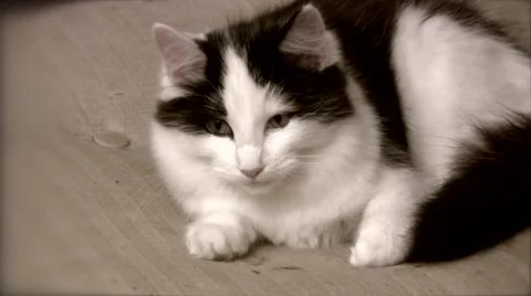 Single cat close up Stock Footage 45746331