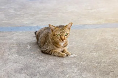 Single cat Lying on the cement floor. Looking at something. Stock Photos