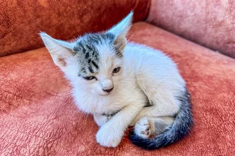 A single cat sitting on the couch Stock Photos