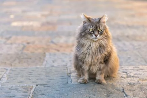 Single cat sitting Stock Photos