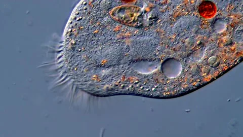 Single-Cell Protozoan Ciliates Observed in 4K 스톡 동영상 317107553