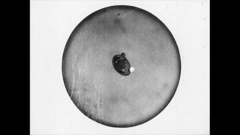 Single cell splitting into multiples Archival Microscope view Circa 1945 Stock Footage 287344696