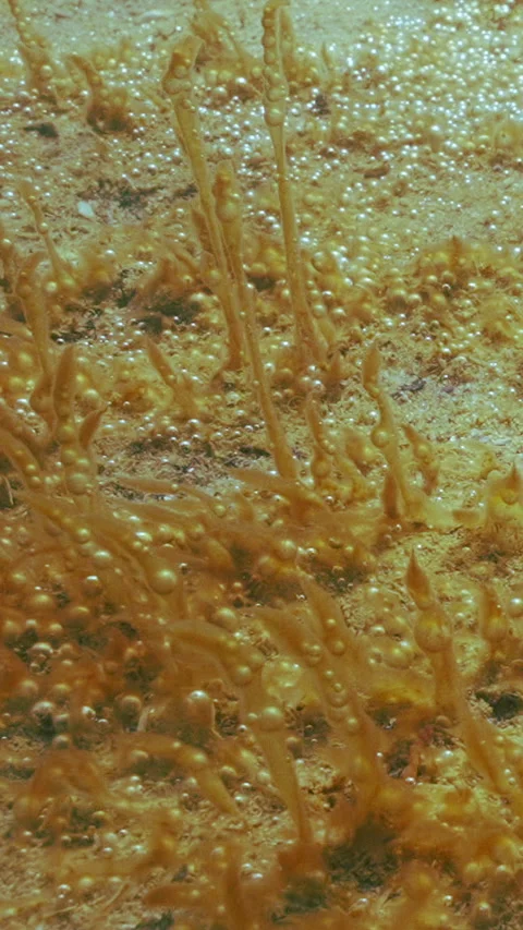 Single-celled algae with bubbles growing on sandy bottom. Microalgae colony Stock Footage 331609137