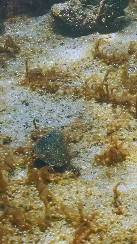 Single-celled algae colony on sand produce many microbubbles of gas silvering on Video stock 338023644