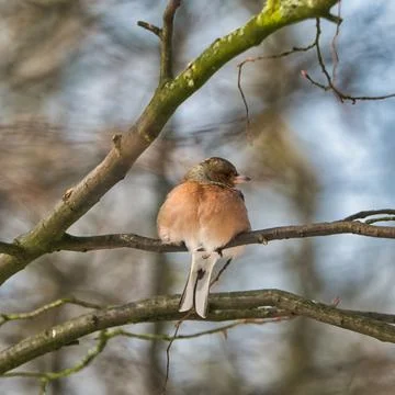 Single chaffinch on a tree in the winter Stock Photos