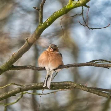 Single chaffinch on a tree in the winter Foto stock
