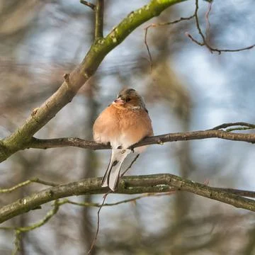 Single chaffinch on a tree in the winter Stock Photos