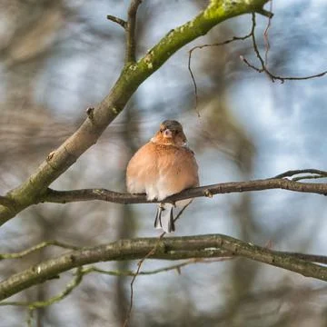 Single chaffinch on a tree in the winter Foto stock