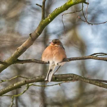 Single chaffinch on a tree in the winter Stock Photos