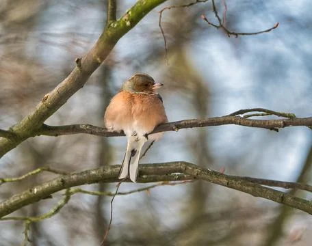 Single chaffinch on a tree in the winter Foto stock