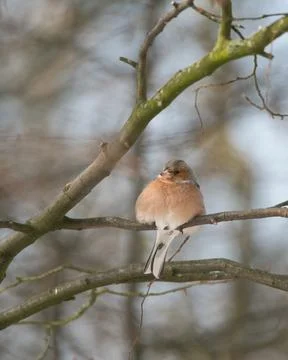 Single chaffinch on a tree in the winter Stock-Fotos
