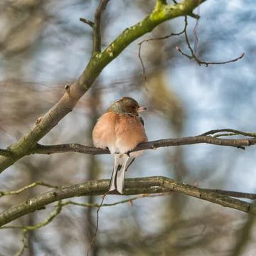 Single chaffinch on a tree in the winter Foto stock