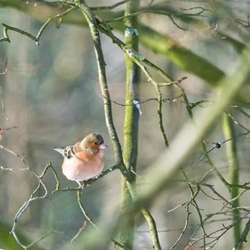 Single chaffinch on a tree in the winter Foto stock