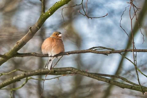 Single chaffinch on a tree in the winter Foto stock