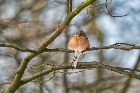 Single chaffinch on a tree in the winter Foto stock
