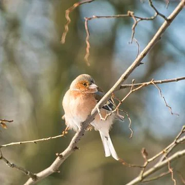 Single chaffinch on a tree in the winter Foto stock