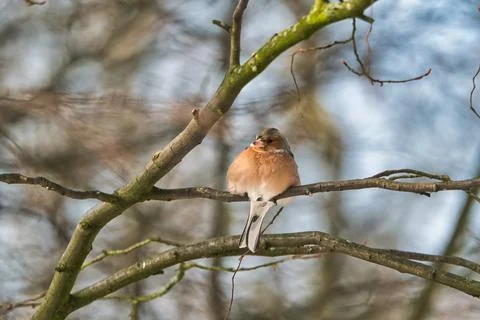 Single chaffinch on a tree in the winter Stock Photos