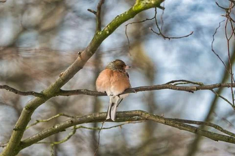 Single chaffinch on a tree in the winter Foto stock