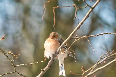 Single chaffinch on a tree in the winter 스톡 사진