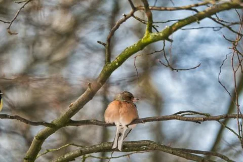 Single chaffinch on a tree in the winter Foto stock