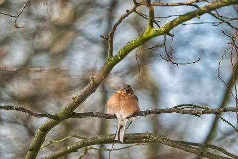 Single chaffinch on a tree in the winter Foto stock
