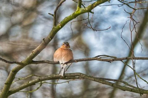 Single chaffinch on a tree in the winter Stock-Fotos