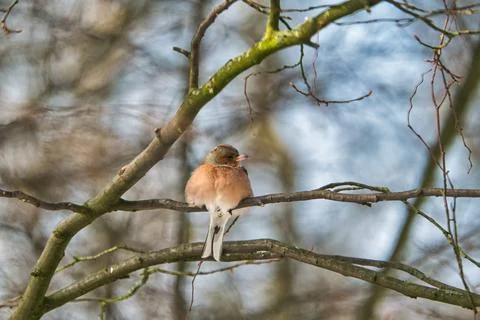 Single chaffinch on a tree in the winter Stock-Fotos